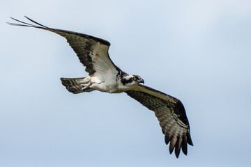 Osprey inflight