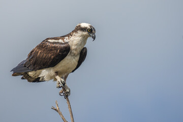 An osprey perched on a tree