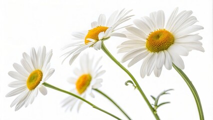 Fototapeta premium Chamomile Daisy Flowers Isolated White Background Full Depth of Field 