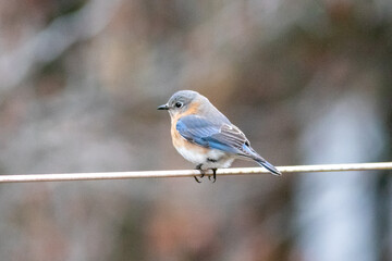 bluebird on perch