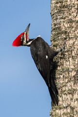 Pileated woodpecker near nest in palm tree