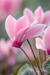 Soft pink cyclamen flower captured in macro, highlighting its delicate texture and color. (Flower)