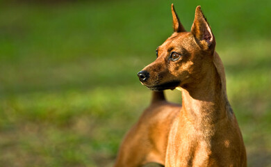 Portrait of a brown dog with bokeh background