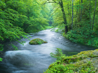 River with Rapids and moss covered rocks running through Green Forest in Spring, Triebtal valley,...