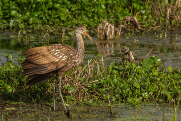 A limpkin feeding in a swamp