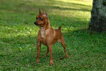 Miniature Pinscher having fun in the park