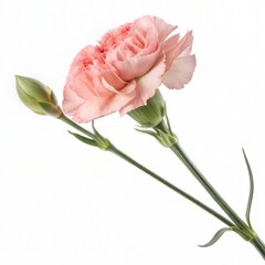 Carnation flower isolated on a white background. (Flower)