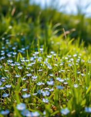Tiny blue wildflowers carpet a sun-drenched meadow, meadow, sunlight