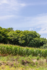 Naklejka premium A Fresh Corn Fild Plantation wih Flower Corn Leaf at sunny day