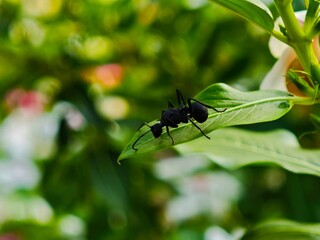 Giant black ant on a leaf