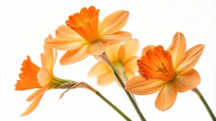 Fototapeta premium Macro shot of a vibrant tangerine flower blooming on a clean white background 