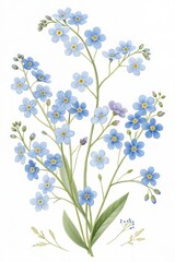 Blue forget-me-not flowers arranged in a delicate floral composition, isolated on white. (Flower)