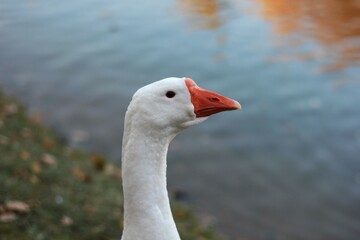 Portrait of white goose with an orange beak standing near a body of water. The background is slightly blurred, showing the blue water and some greenery.