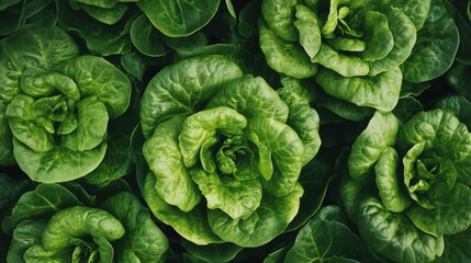 Fototapeta premium Fresh Green Lettuce in a Garden