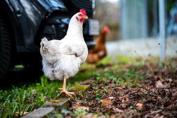 Weißes Huhn im Garten