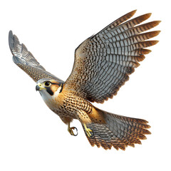 Fototapeta premium Falcon isolated on transparent background, PNG