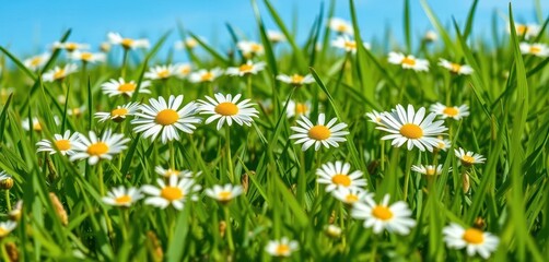 Vibrant green spring grass with delicate white daisies, isolated, countryside, springtime