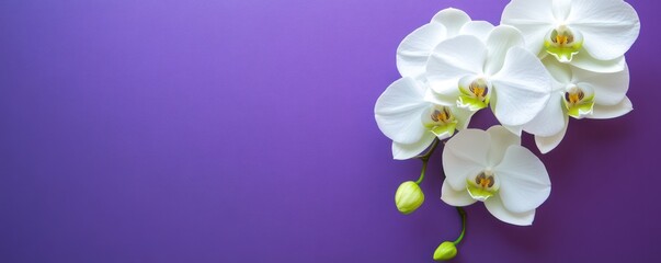 Fototapeta premium A white orchid with soft green and yellow accents, placed against a bold purple background