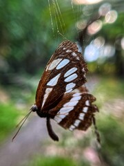 Butterflies trapped in a spider net