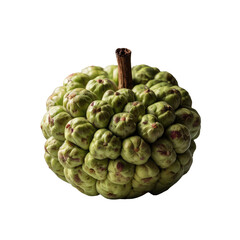 Obraz premium green pine cone with transparent background PNG and JPEG image