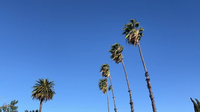 Strong Santa Anna winds blowing and swaying tall palm trees in Southern California