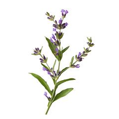 Fototapeta premium Elegant purple flowering plant illustration, perfect for botanical themes, home decor, or gardening projects. Ideal for websites, prints, and nature-inspired designs.