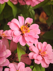 bee sucking on the flower