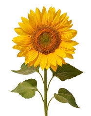 Fototapeta premium Vibrant Sunflower Bloom