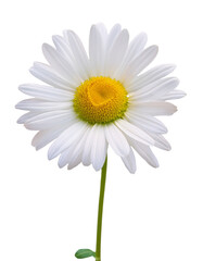 Pure white daisy bloom