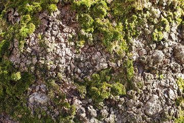 trunk, bark, tree, forest, moss, wildlife, macro, old, surface, material, wooden, pattern, texture, wood, brown, natural, rough, plant, detail, closeup, nature, abstract, textured, park, grass, 