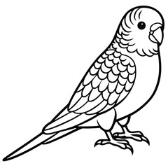 Budgerigar isolated on white background