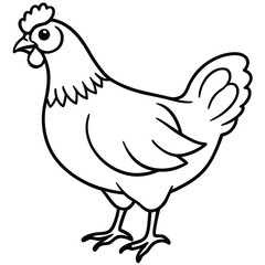 Chicken isolated on white background