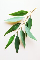 Eucalyptus branch with vibrant leaves