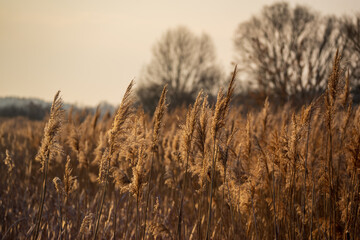 Słoneczny poranek nad Stawami Dojlidzkimi, Podlasie, Polska © podlaski49