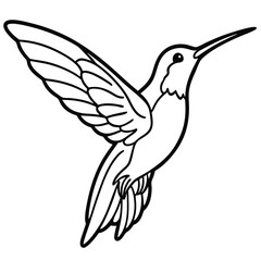 Hummingbird isolated on white background