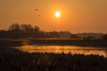 Słoneczny poranek nad Stawami Dojlidzkimi, Podlasie, Polska © podlaski49