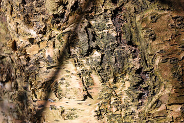 trunk, bark, tree, forest, moss, wildlife, macro, old, surface, material, wooden, pattern, texture, wood, brown, natural, rough, plant, detail, closeup, nature, abstract, textured, park, grass, 
