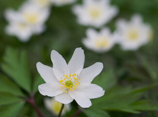 Beautiful close-up of an anemonoides nemorosa flower