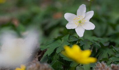 Beautiful close-up of an anemonoides nemorosa flower