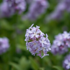 Obraz premium Delicate lilac flower blooms in solitary elegance, botanicals, lilac, greenery