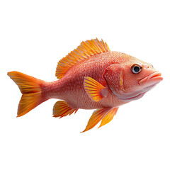 Fototapeta premium Vibrant Orange Fish Swimming Gracefully in Clear Aquatic Environment Near Coral Reef