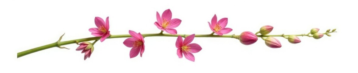 Obraz premium Single isolated stem with intricate details on white background, flowers in isolation, nature