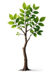 Single isolated tree branch on white background with knots, wood, tree bark, rustic