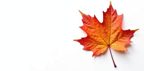 Single large maple leaf against white backdrop, nature, fall foliage, single leaf