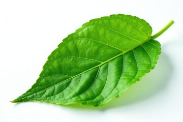 Obraz premium Single leaf isolated on white background, showcasing intricate details and texture, nature, botanical, plant