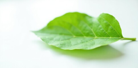 Fototapeta premium Single leaf of green plant against white surface, flowerless, nature