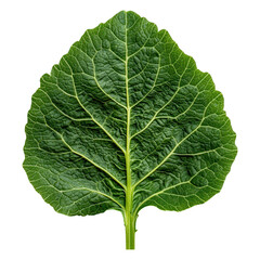 Obraz premium Close-Up View of Fresh Green Leaf Showcasing Intricate Veins and Textured Surface Details