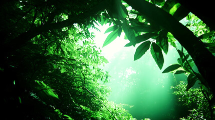 Lush green jungle canopy, sunlight beams through leaves, misty forest floor. Perfect for travel or nature documentaries