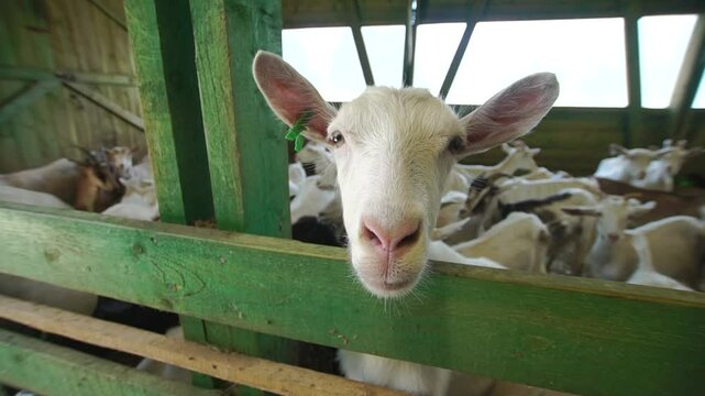 White goat looks out of the indoor pen with many goats at background