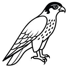 Falcon isolated on white background